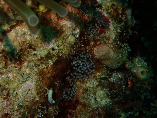 Mesactinia ganensis