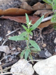 Houstonia parviflora