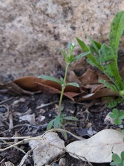 Houstonia parviflora