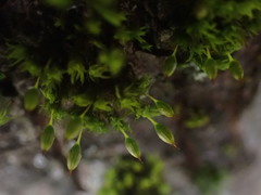 Orthotrichum consimile