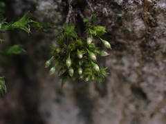 Orthotrichum consimile