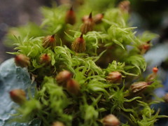 Orthotrichum pulchellum