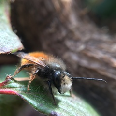 Osmia cornuta