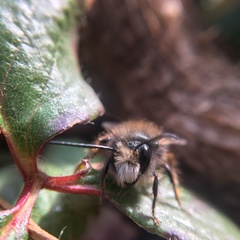 Osmia cornuta