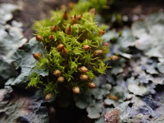 Orthotrichum pulchellum