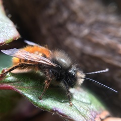 Osmia cornuta