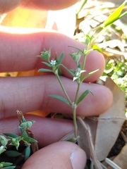 Houstonia parviflora