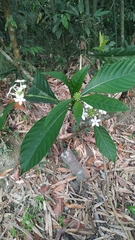 Morinda angustifolia