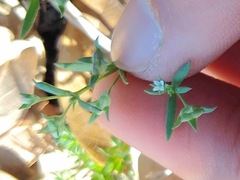 Houstonia parviflora