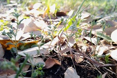 Houstonia parviflora