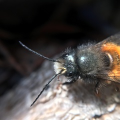 Osmia cornuta