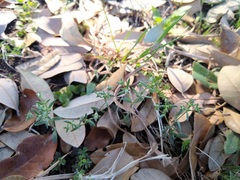 Houstonia parviflora