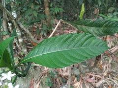 Morinda angustifolia