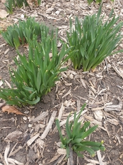 Hyacinthus orientalis