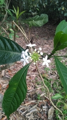 Morinda angustifolia
