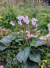 Cyclamen persicum