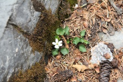 Viola canadensis scopulorum