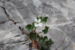 Viola canadensis scopulorum