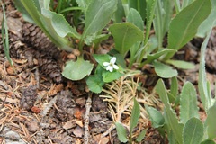 Viola canadensis scopulorum