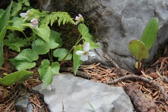 Viola canadensis scopulorum