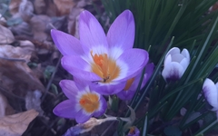 Crocus sublimis