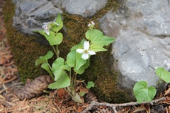 Viola canadensis scopulorum