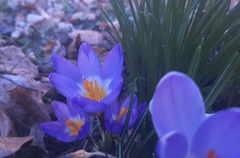 Crocus sublimis
