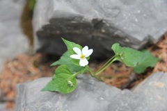 Viola canadensis scopulorum