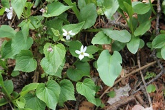 Viola canadensis scopulorum