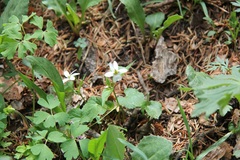 Viola canadensis scopulorum