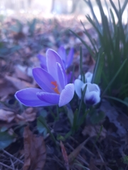 Crocus sublimis