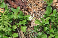 Viola canadensis scopulorum
