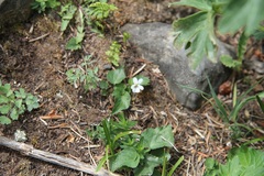 Viola canadensis scopulorum