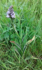Dactylorhiza fuchsii