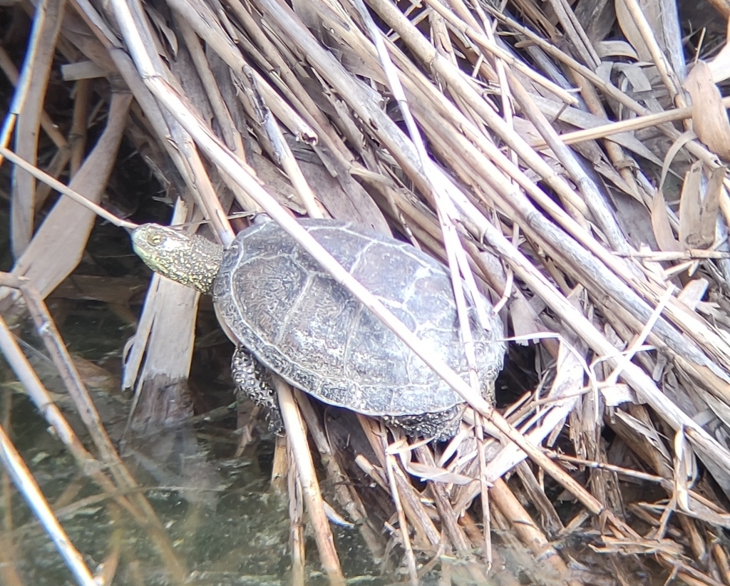 Hellenic Pond Turtle in March 2022 by Yiannis Banakakis. Both Emys and ...