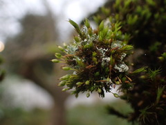 Orthotrichum consimile