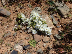 Drosanthemum framesii