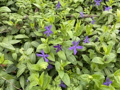 Vinca major