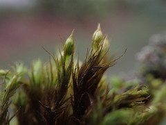 Orthotrichum consimile