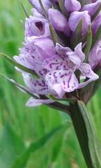 Dactylorhiza fuchsii