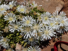 Drosanthemum framesii