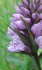 Dactylorhiza fuchsii