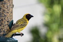 Ploceus velatus caurinus