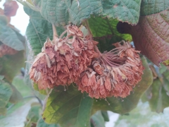 Dombeya × cayeuxii