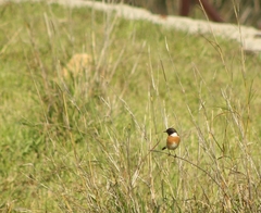 Saxicola