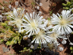 Drosanthemum framesii