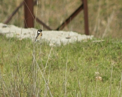 Saxicola