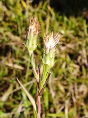 Symphyotrichum graminifolium