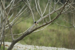 Saxicola