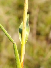 Symphyotrichum graminifolium